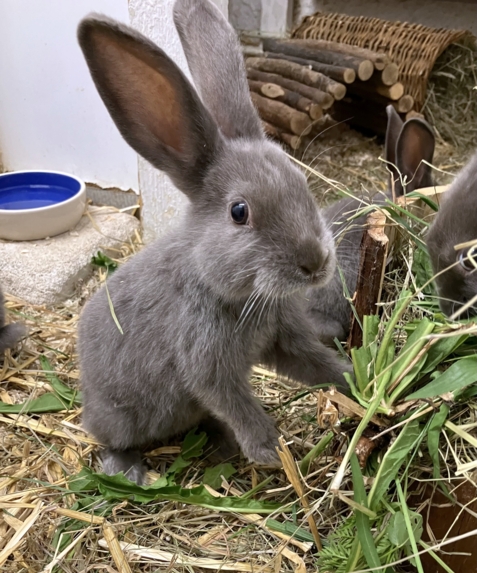 Kaninchenbaby