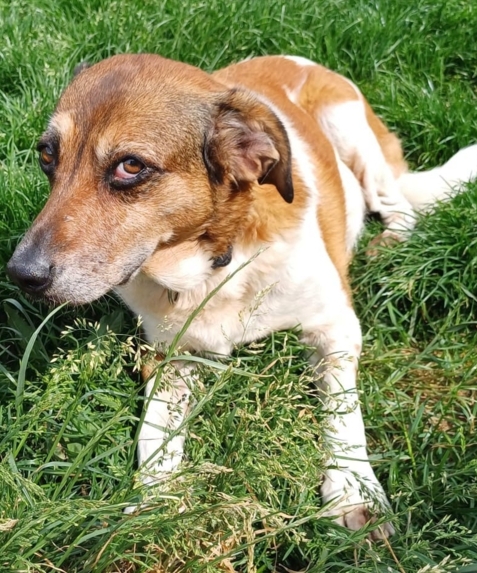 Luca