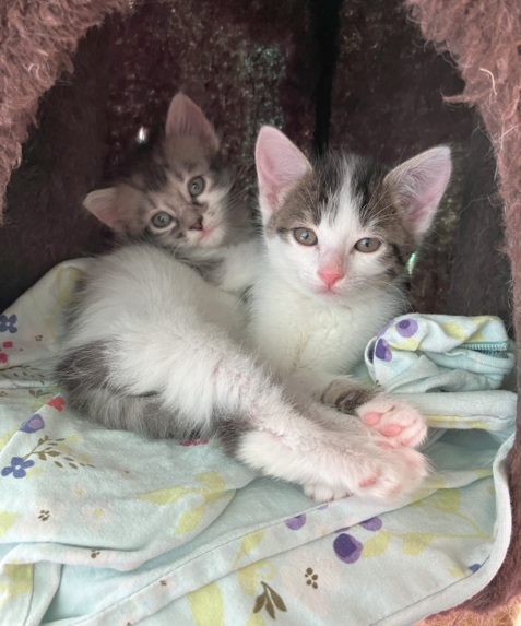 Kitten
