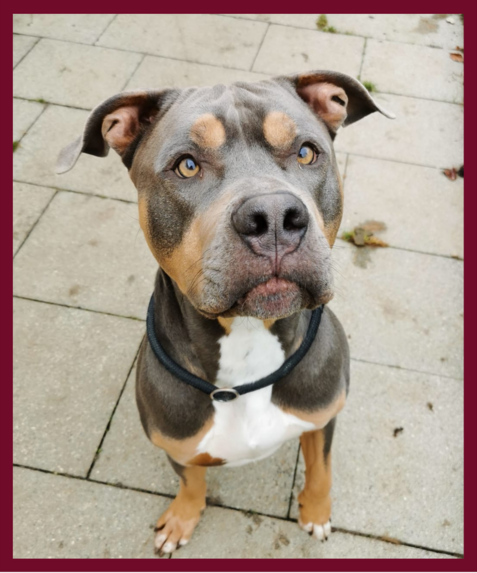 Django *reserviert*